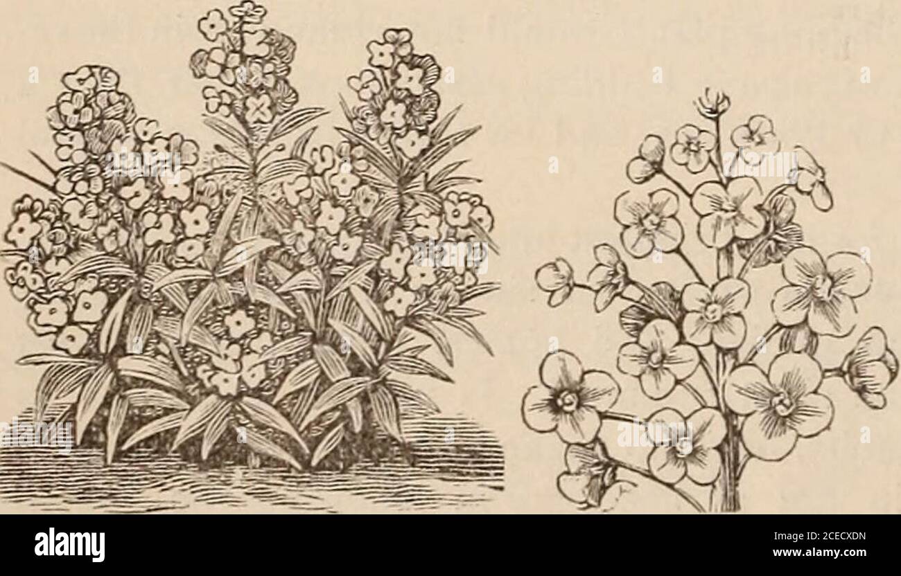 . Vick's floral guide. The two best Annual varieties of Adonis are Autum-nalis and TEstivalis, sometimes called Pheasants Eyeand Flos Adonis. The foliage is fine and pretty, theflowers brilliant. They will do well in partial shade, andmay be used with advantage in any retired corner ofthe garden. Twelve to eighteen inches in height.Adonis aestivalis, summer flowering ; scarlet, . 5 autumnalis, autumn flowering; blood red, . 5 ALYSSUM.. The Sweet Alyssum has pretty little white flowers,useful in making up in all kinds of small bouquets; andits fragrance, while sufficiently pronounced, is very d Stock Photo