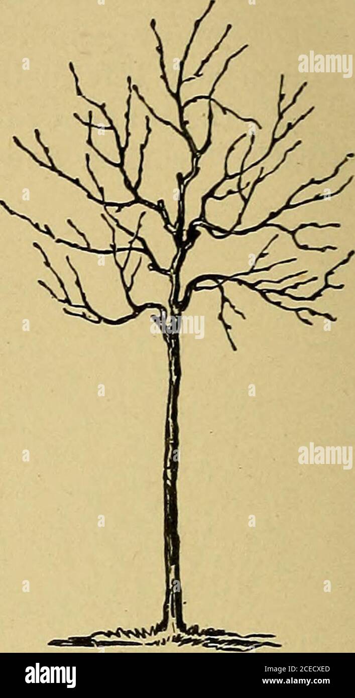 . The American fruit culturist. arf pear-trees of undesirable varieties ...