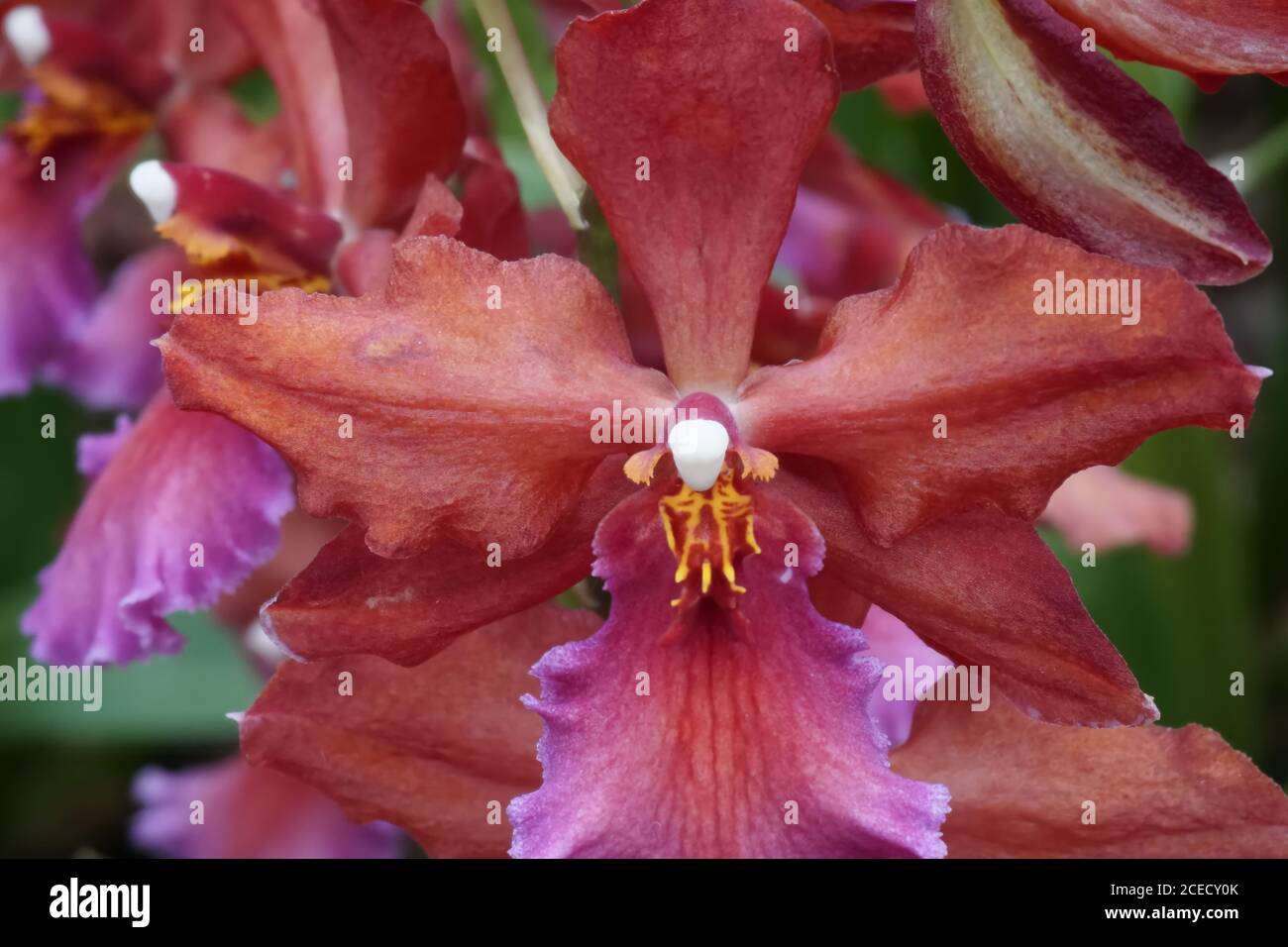 Beautiful Orchid Zygopetalum blooming red flower close up shot. Stock Photo