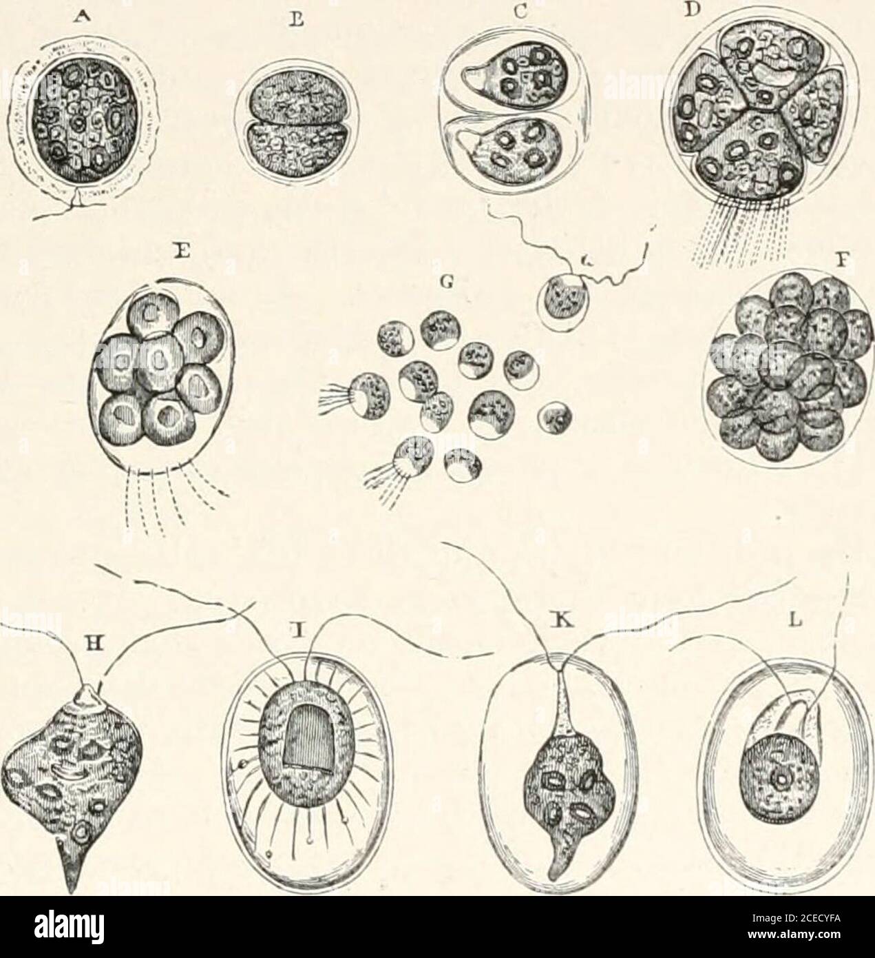 The microscope and its revelations. ethcr hand, a converse change occurs;  the oil-globules disappear,and green granular matter takes their place.  STRUCTURE OF PROTOCOCCUS 543 If this (as seems probable) constitutes the