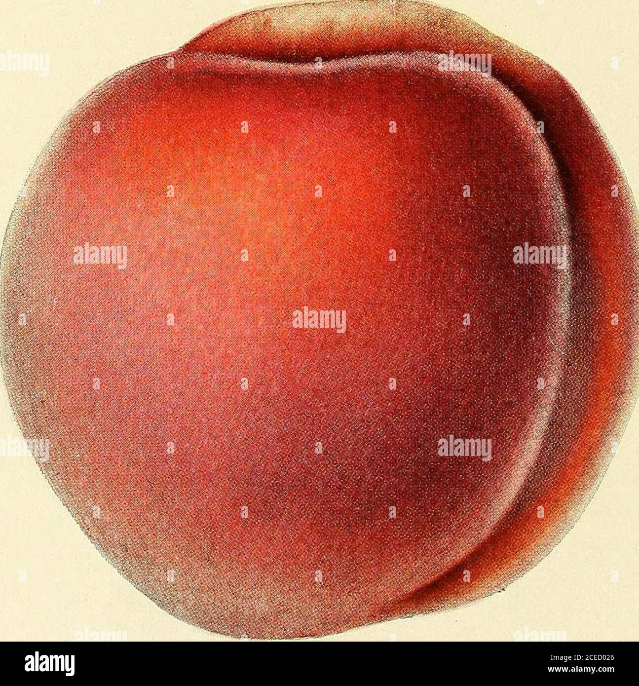 . [Fruit culture]. Fig. 3. Fig. 4 § 10 24909 Stock Photo Alamy