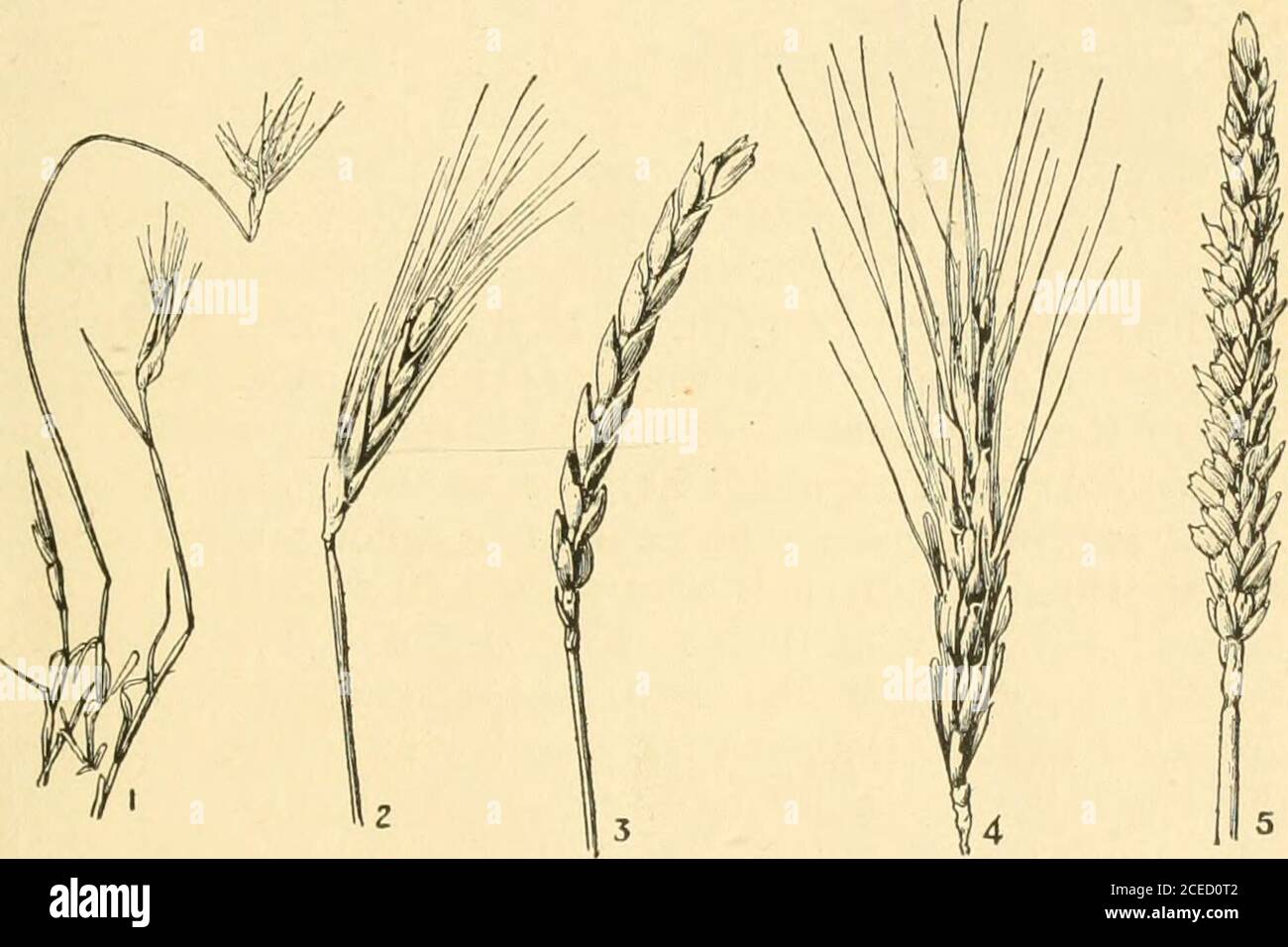. The book of wheat : an economic history and practical manual of the wheat industry. d Buffalo Grass Hordese : Wheat-Barley-Rye-English Rye-GrassBambusea;: Bamboo Minn. Bui. 62, p. 392. THE WHEAT GRAIN AND PLANT 3 wheat. This is the hypothesis that accounts for most of thefacts involved. AH of the grass family, Gramineae, are easilydistinguished by having only one seed leaf, and for this rea-son they are known as monocotyledons. The wild animal grasses, Aegilops, found in such abundancein southern Europe, and resembling true wheat in every pointexcept in size of grain, are considered as the n Stock Photo