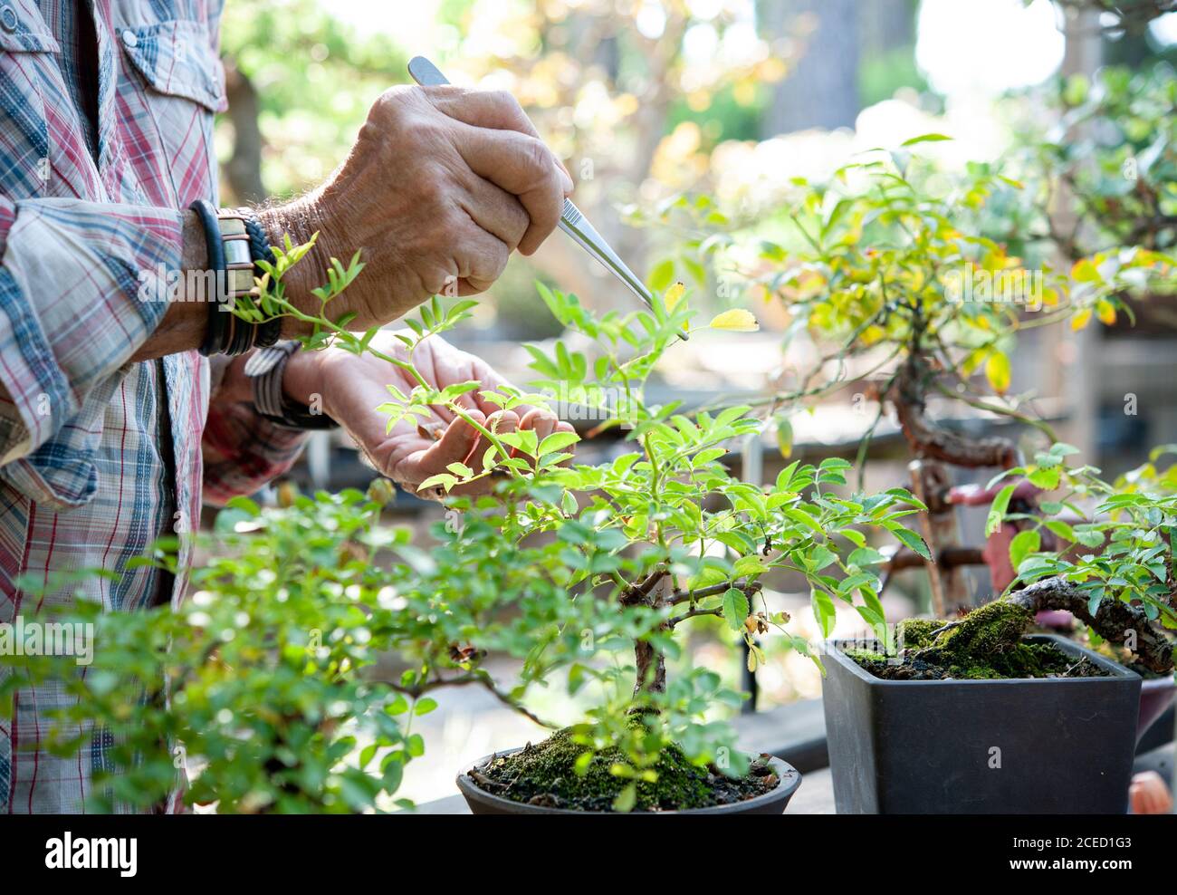 Bonsai artist takes care of his roses with selective removal of leaves