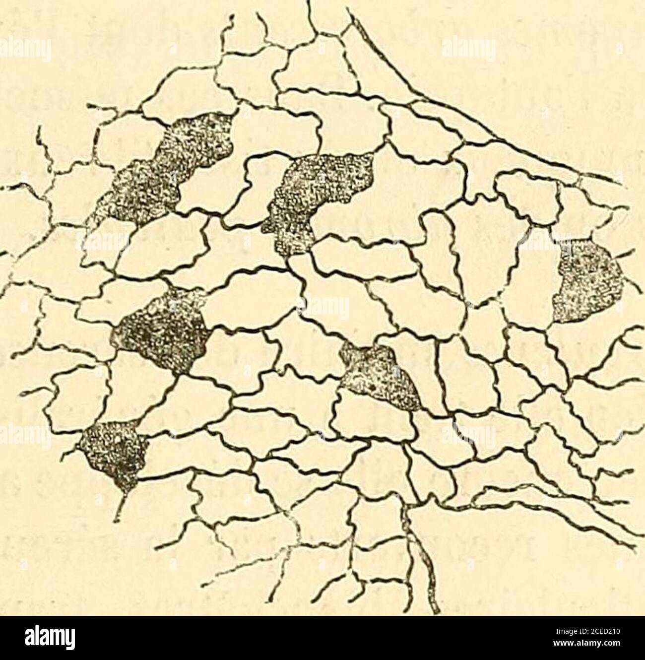 rencontre vasculaire