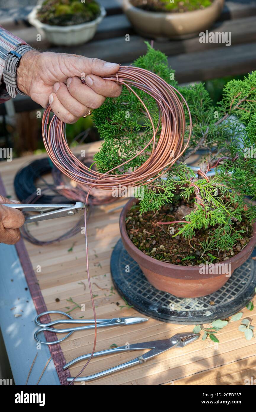 Bonsai Artist Takes Care Of His Plant Wiring Branches And Trunk By Copper Wire Hands Close Up Stock Photo Alamy