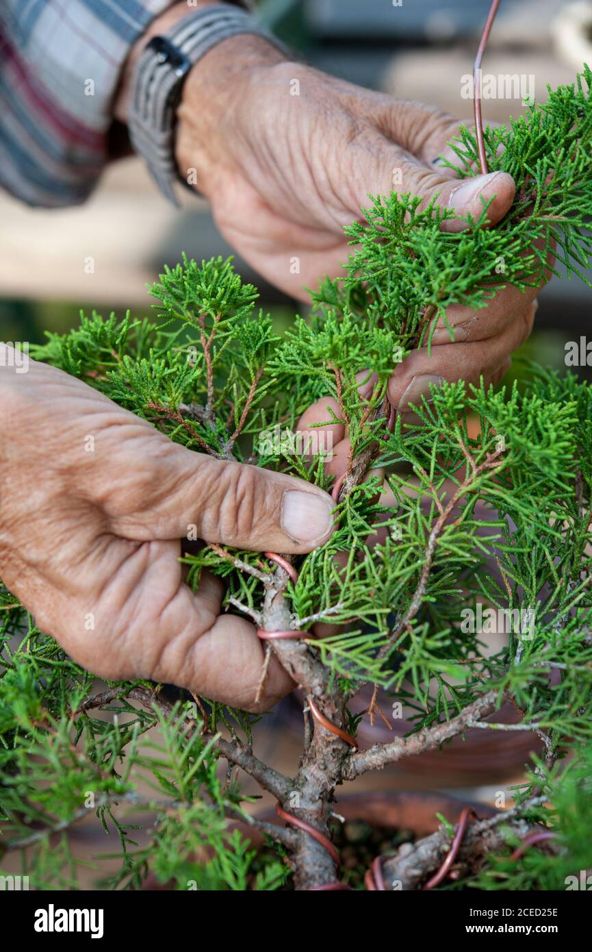Bonsai artist takes care of his plant, wiring branches and trunk by