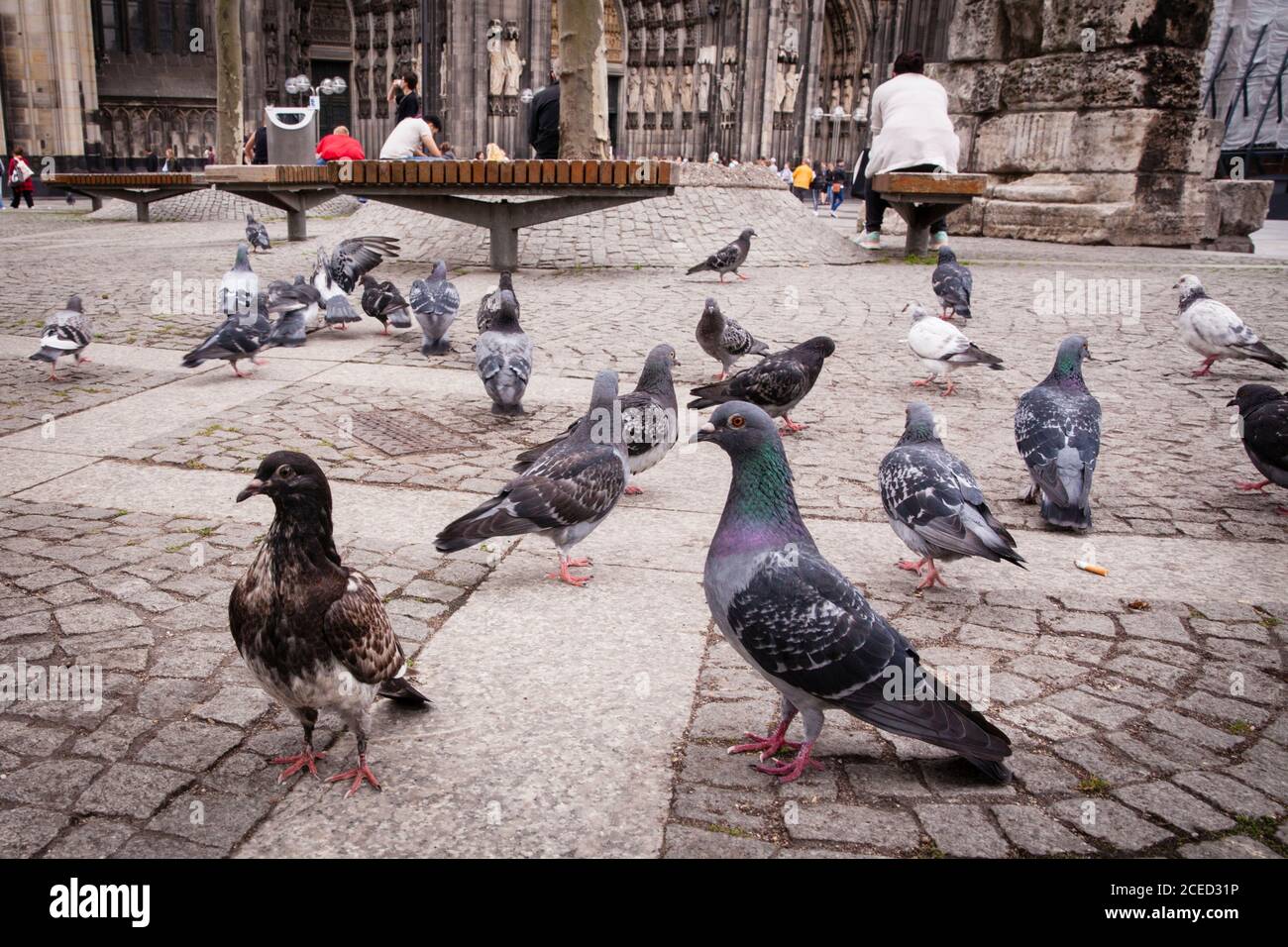 feral pigeons in front of the cathedral, Cologne, Germany.  Stadttauben vor dem Dom, Koeln, Deutschland. Stock Photo