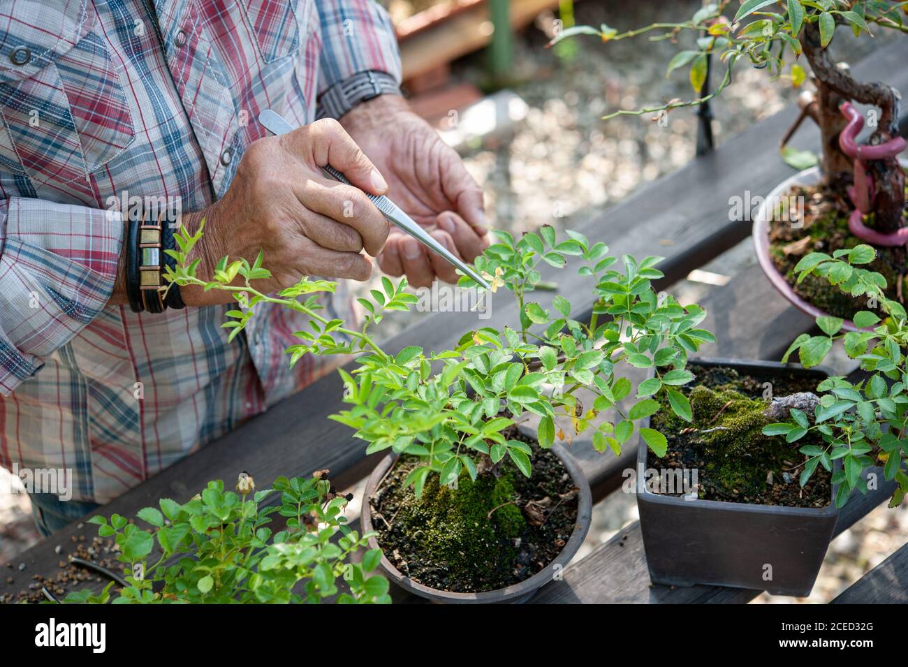 Bonsai artist takes care of his roses with selective removal of leaves