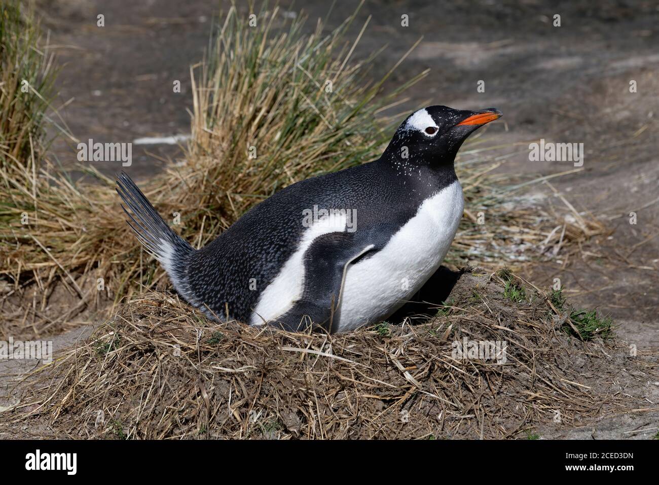 Nesting Gentoo penguin (Pygoscelis papua), Grave Cove, West Falkland Island, Falkland Islands, British Overseas Territory Stock Photo
