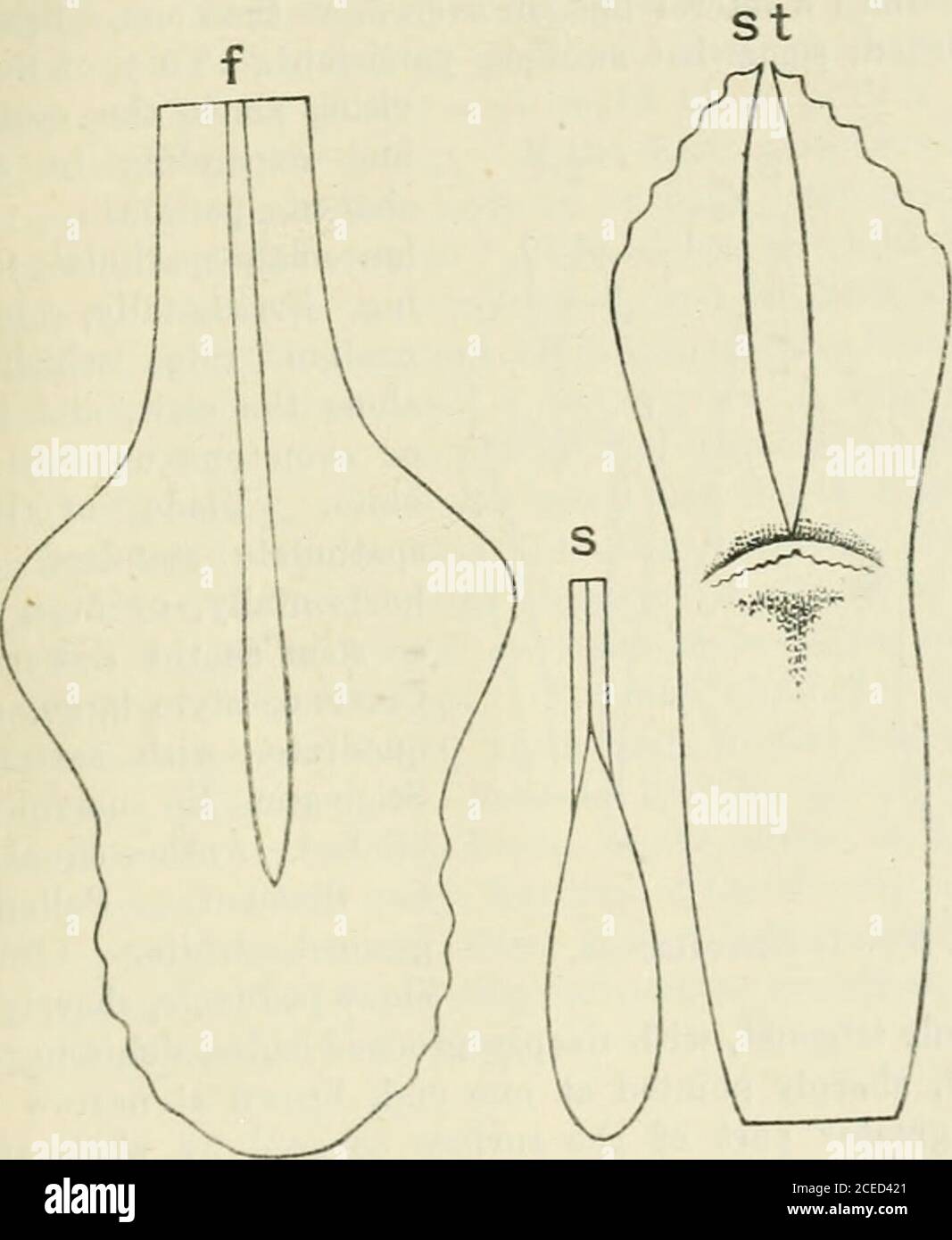 Distichous Leaves High Resolution Stock Photography and Images - Alamy