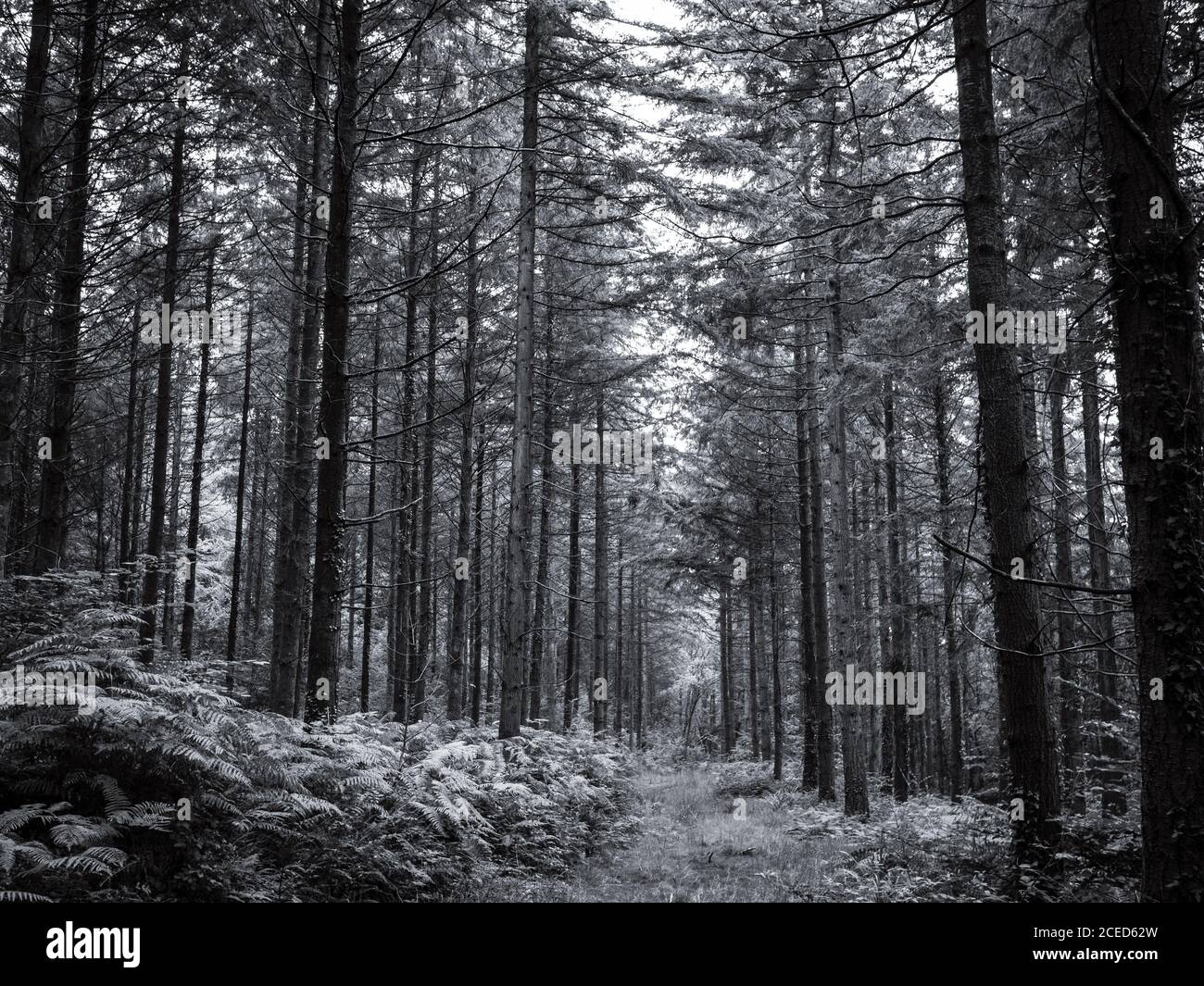 Monochrome image of a track through tall fir trees. Stock Photo