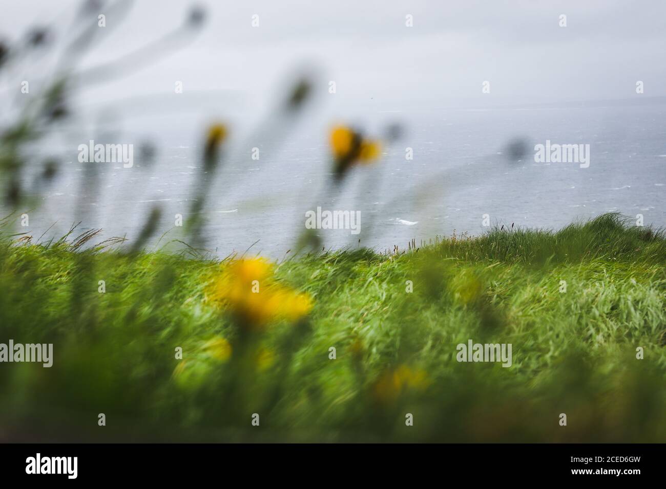 Sea grass hill landscape yellow flowers foreground depth of field Artistic oceanscape Ireland