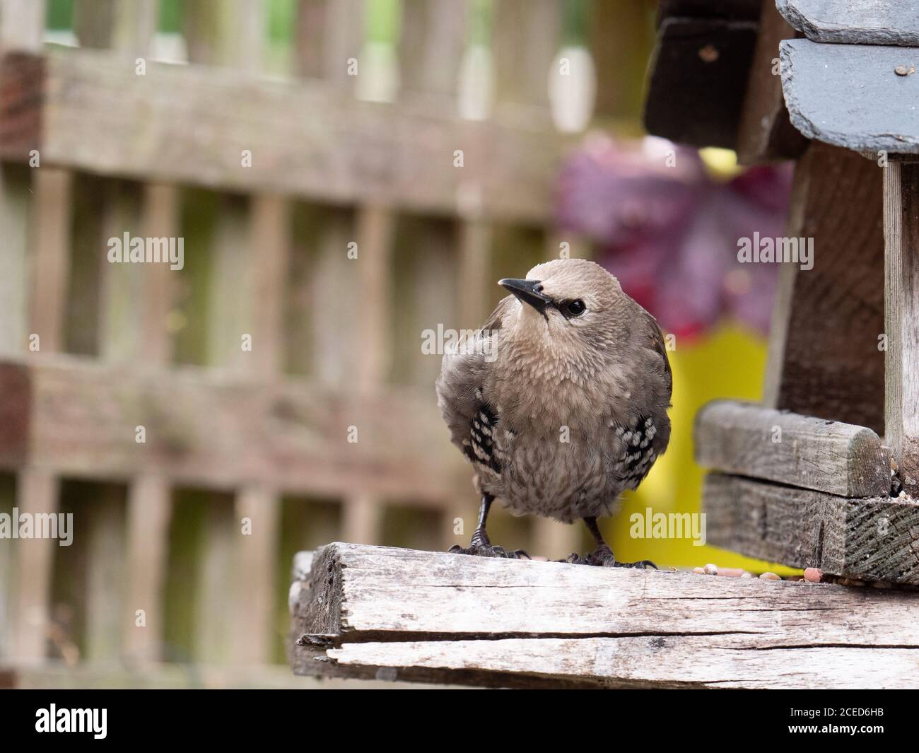 Immature Starling (Sturnus vulgaris) on home bird feeder. Stock Photo