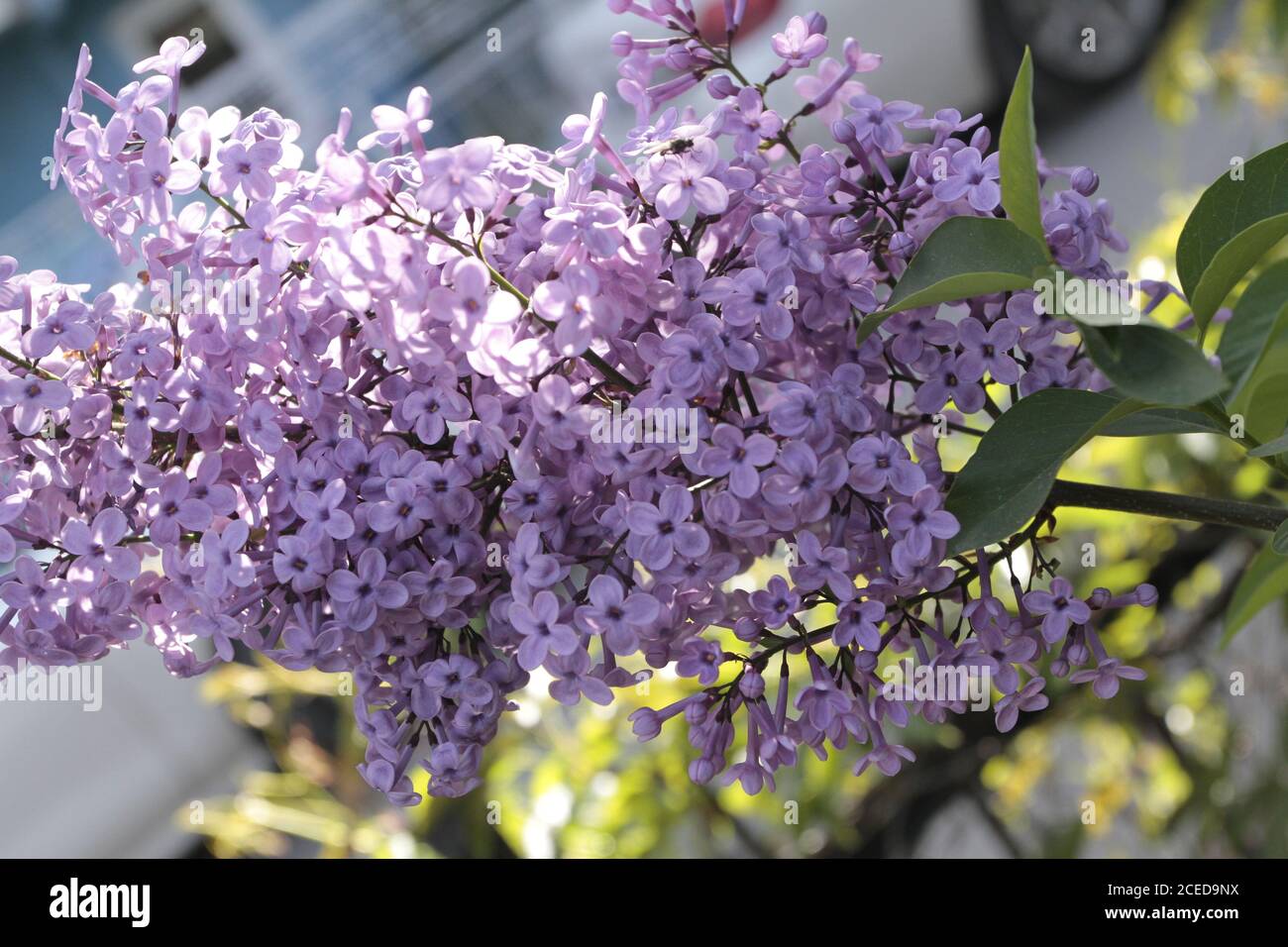 Lilacs in a garden hi-res stock photography and images - Alamy