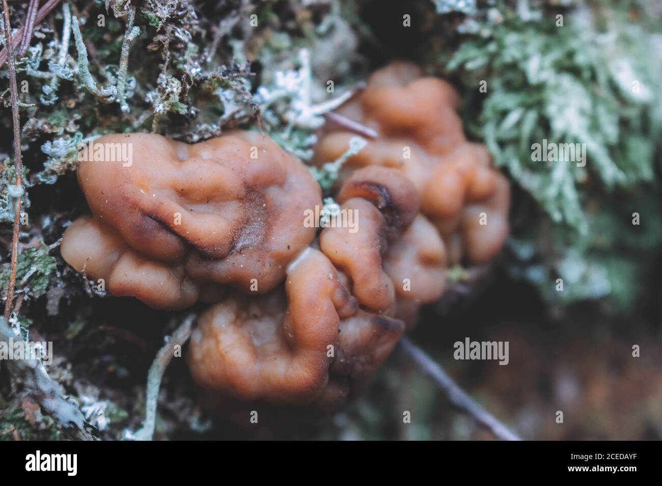 Gyromitra gigas, commonly known as the snow morel, snow false morel, calf brain, or bull nose, is a fungus and a member of the Ascomycota. G. gigas is Stock Photo