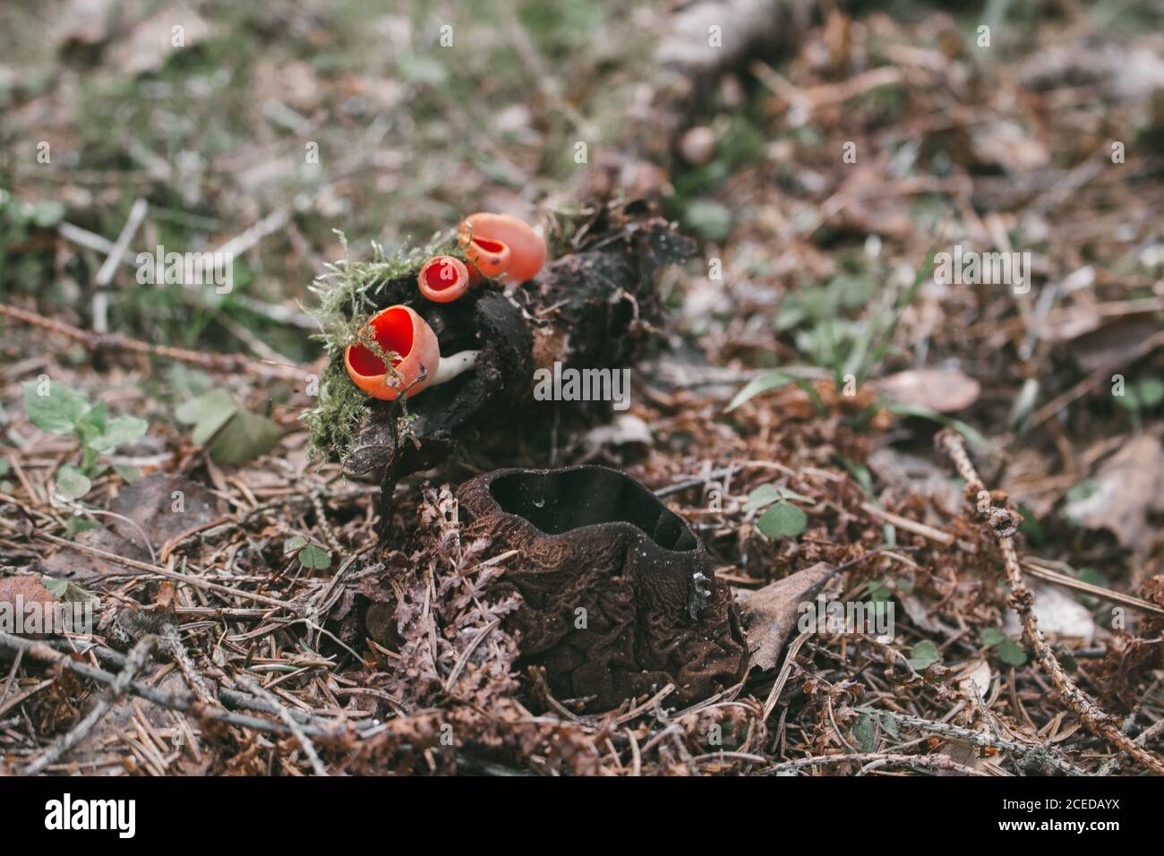 The first spring mushroom in the forest. Sarcosciffus scarlet, commonly known as the scarlet elf cup, scarlet elf cap, or the scarlet cup. Selective f Stock Photo