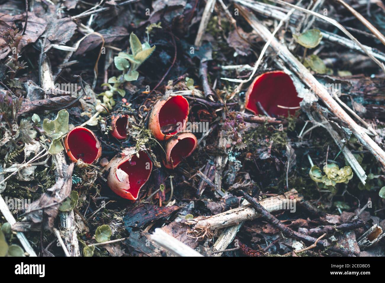 The first spring mushroom in the forest. Sarcosciffus scarlet, commonly known as the scarlet elf cup, scarlet elf cap, or the scarlet cup. Selective f Stock Photo