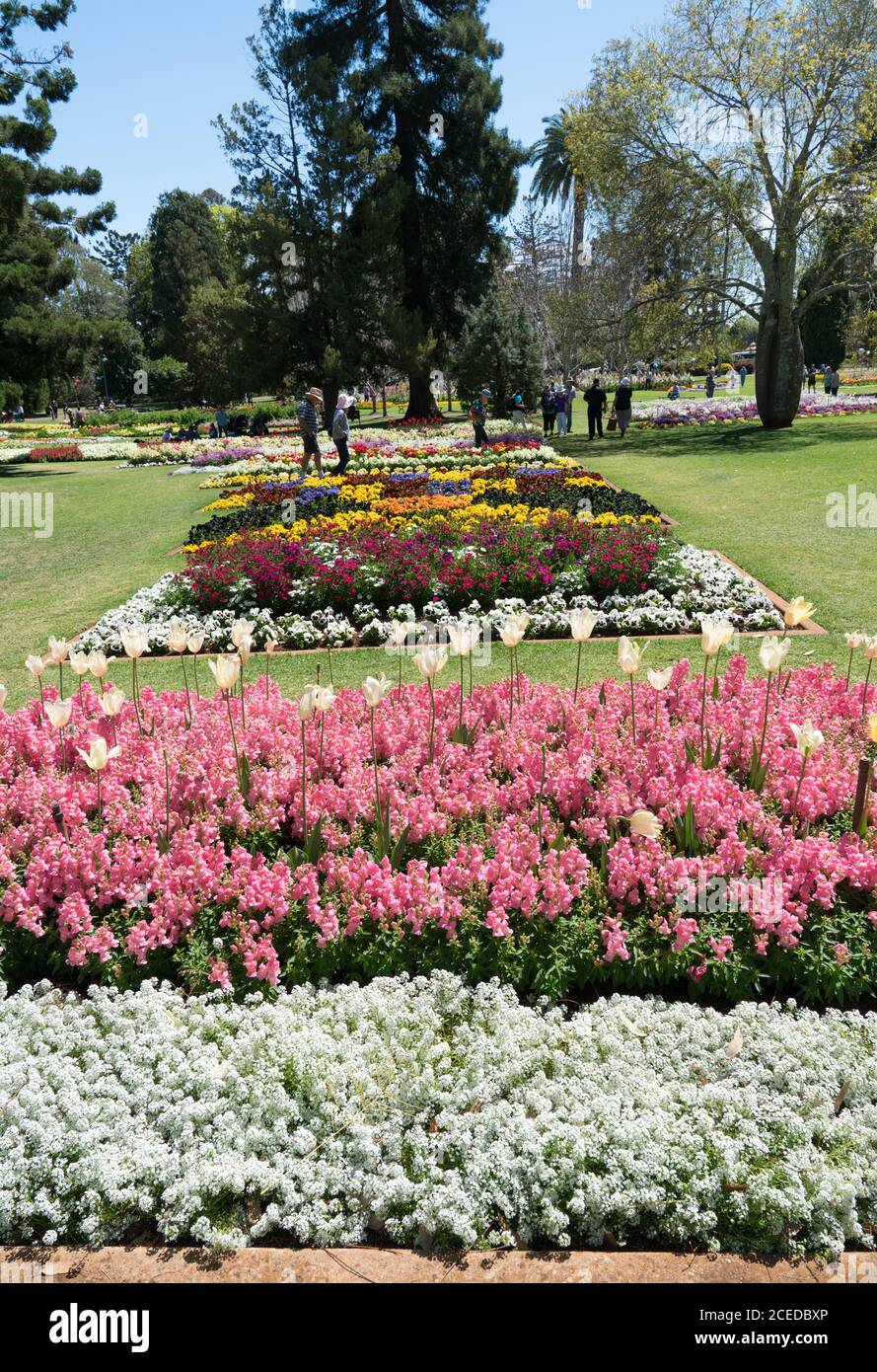 Beautiful gardens and floral display in Queens Park during Toowoomba's Carnival of Flowers Stock Photo