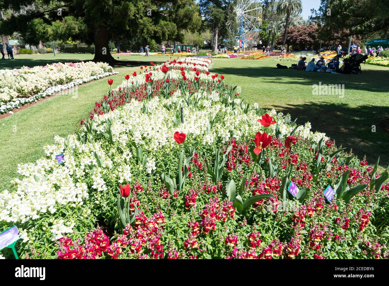 Families enjoying a day out at the Toowoomba Carnival of Flowers with a beautiful display of red and white snapdragons Stock Photo