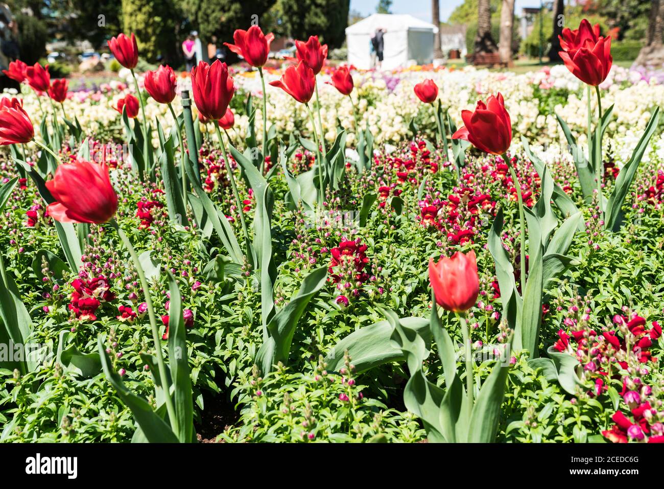 Beautiful floral display in Queens Park during Toowoomba's Carnival of Flowers with red tulips, red and white snapdragons Stock Photo