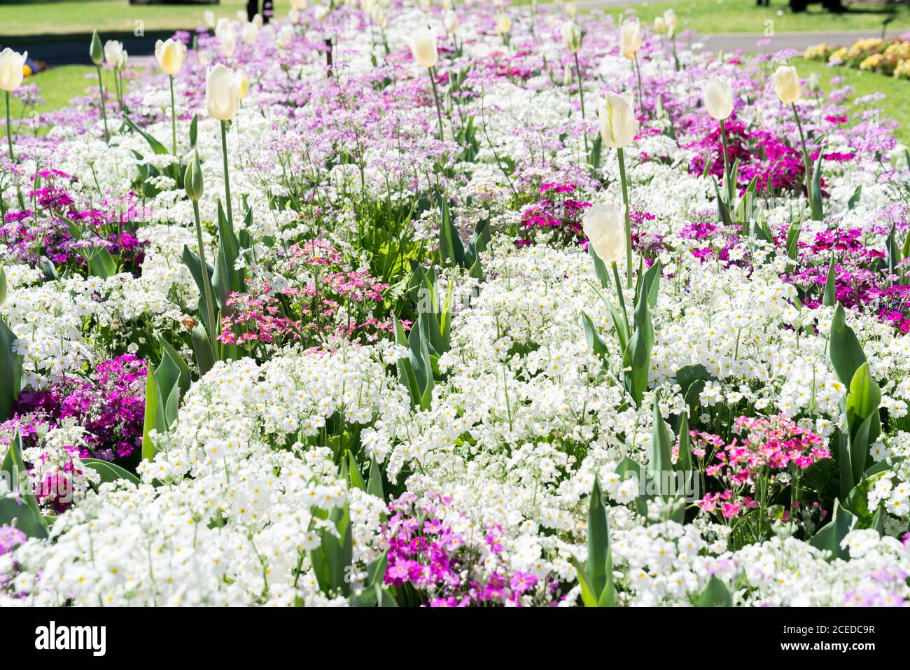 White tulips in a pink and white flower garden in Queens Park, Toowoomba during the Carnival of Flowers Stock Photo
