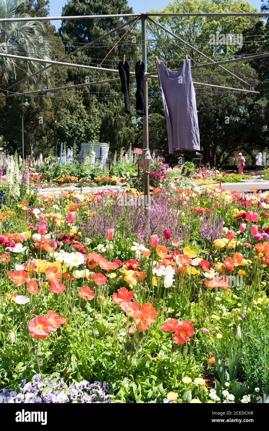 Novelty garden display of poppies and clothesline in Queens Park, Toowoomba, during the Carnival of Flowers Stock Photo