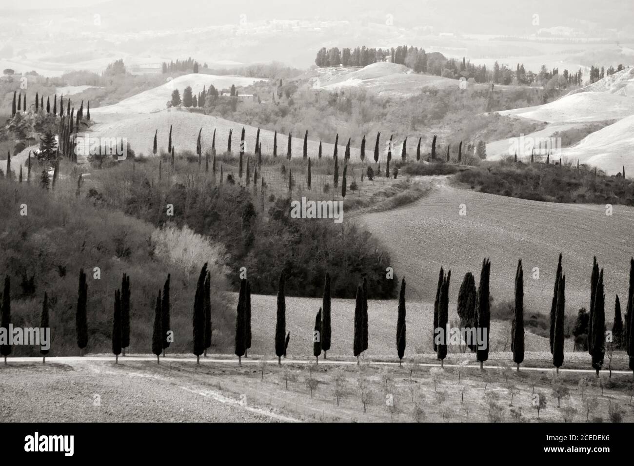 Monochrome picture of rows of  cypresses in the characteristic tuscany landscape near Siena (Italy) Stock Photo