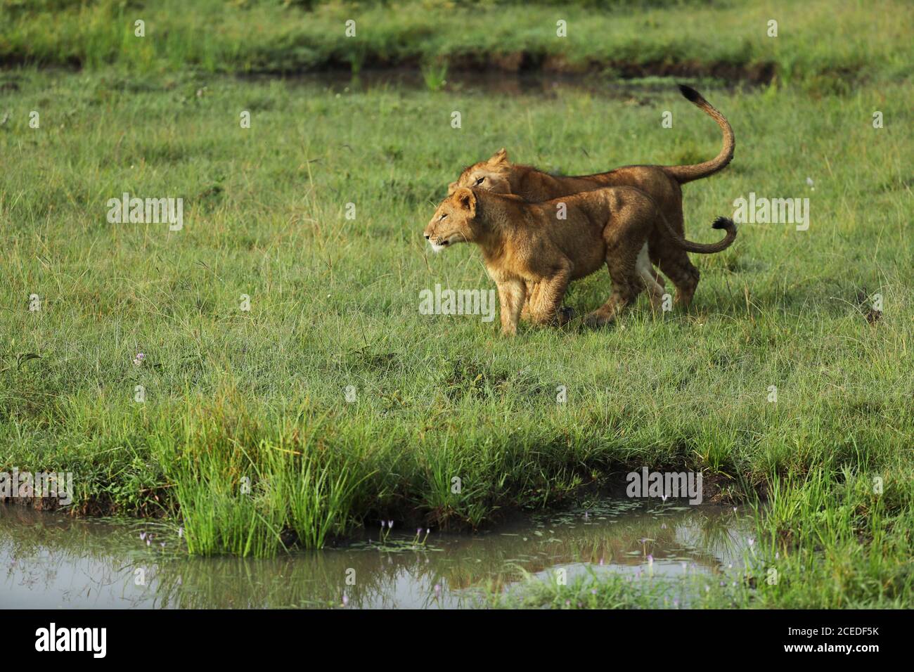 Lions in savannah hi-res stock photography and images - Alamy