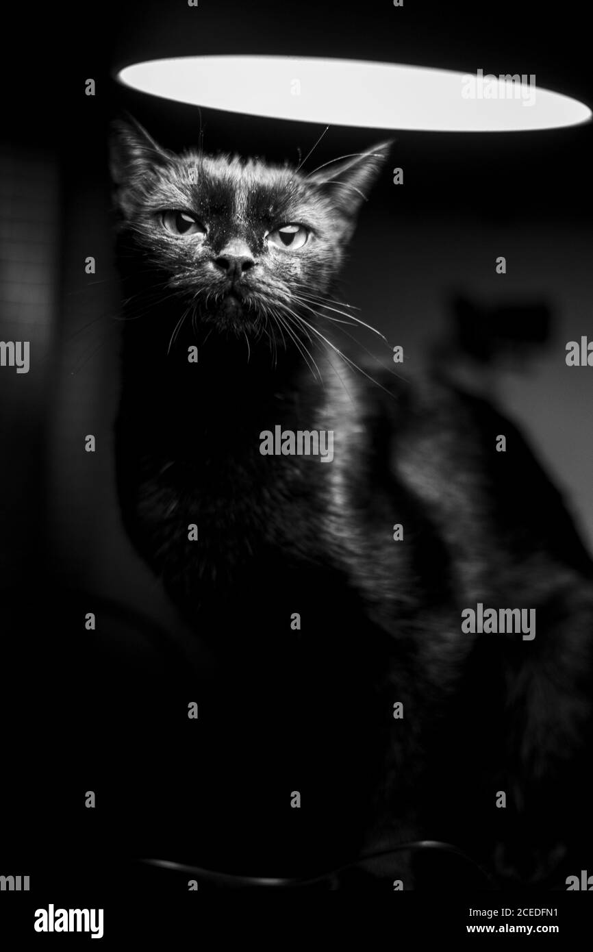 Vertical shot of a black cat under lamp light Stock Photo - Alamy