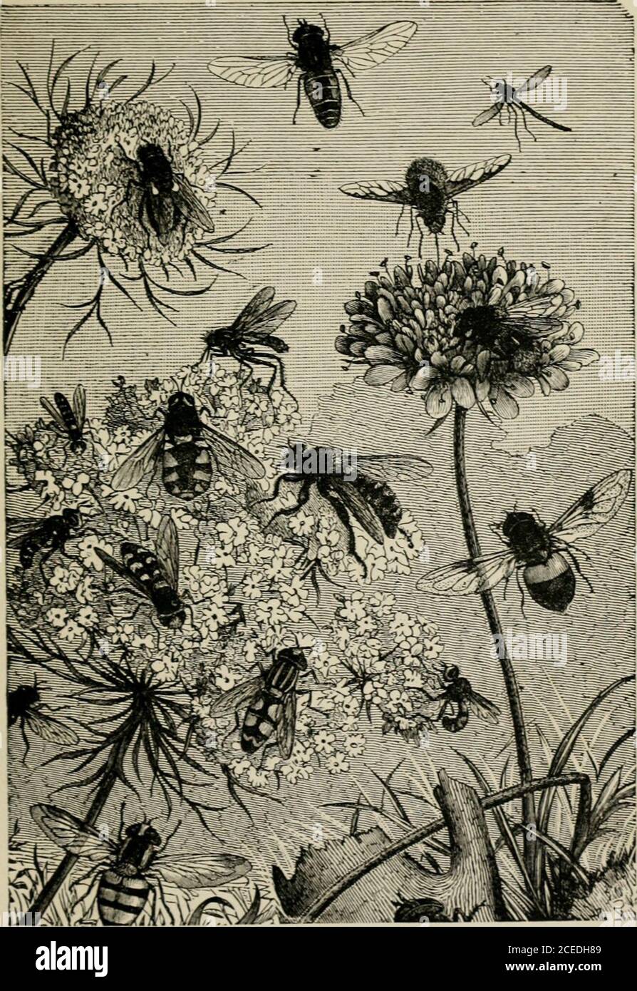 . A book about bees. Their history, habits, and instincts; together ...