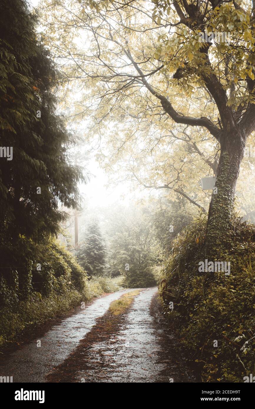 Straight road in mixed beautiful forest Stock Photo