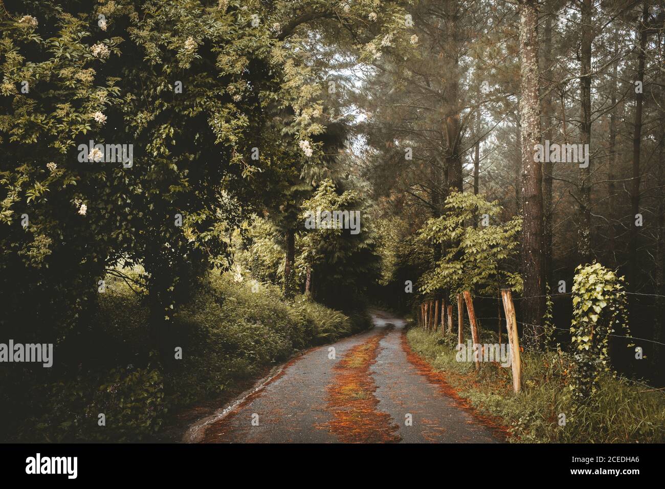 Straight road in mixed beautiful forest Stock Photo