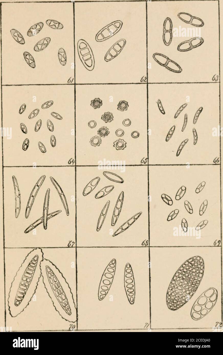 . A guide to the study of lichens. SPOKES. PLATE X. Generic Spore-types (con.). 61. Rinodina. 62. Rocella. 63. Solorina. 64. Speerschneidera.66. Sphaerophorus. 66. Stereocaulon. 67. Sticta. 68. Stictina. 69. Theloschistes. 70. Thelotrema. 71. Trypethelium. 72. Umbilicaria. GUIDE TO LICHENS Sahn^ider PJatt X.. SPORES. PLATE XI.Generic Spore-types (con.). 73. Urceolaria. 74. Usnea. 75. Verrucaria. 76. Xylographa. GUIDE TO LICHENS. Schneider PUte XI. 73 ^0 ^ JM. SPORES. Stock Photo