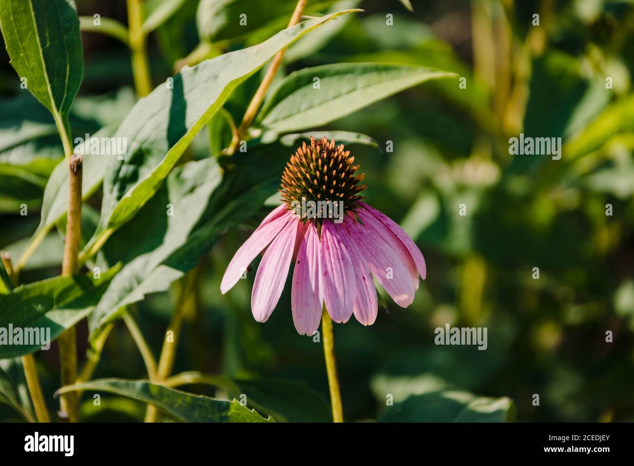 solitary coneflower to bloom in the back garden Stock Photo