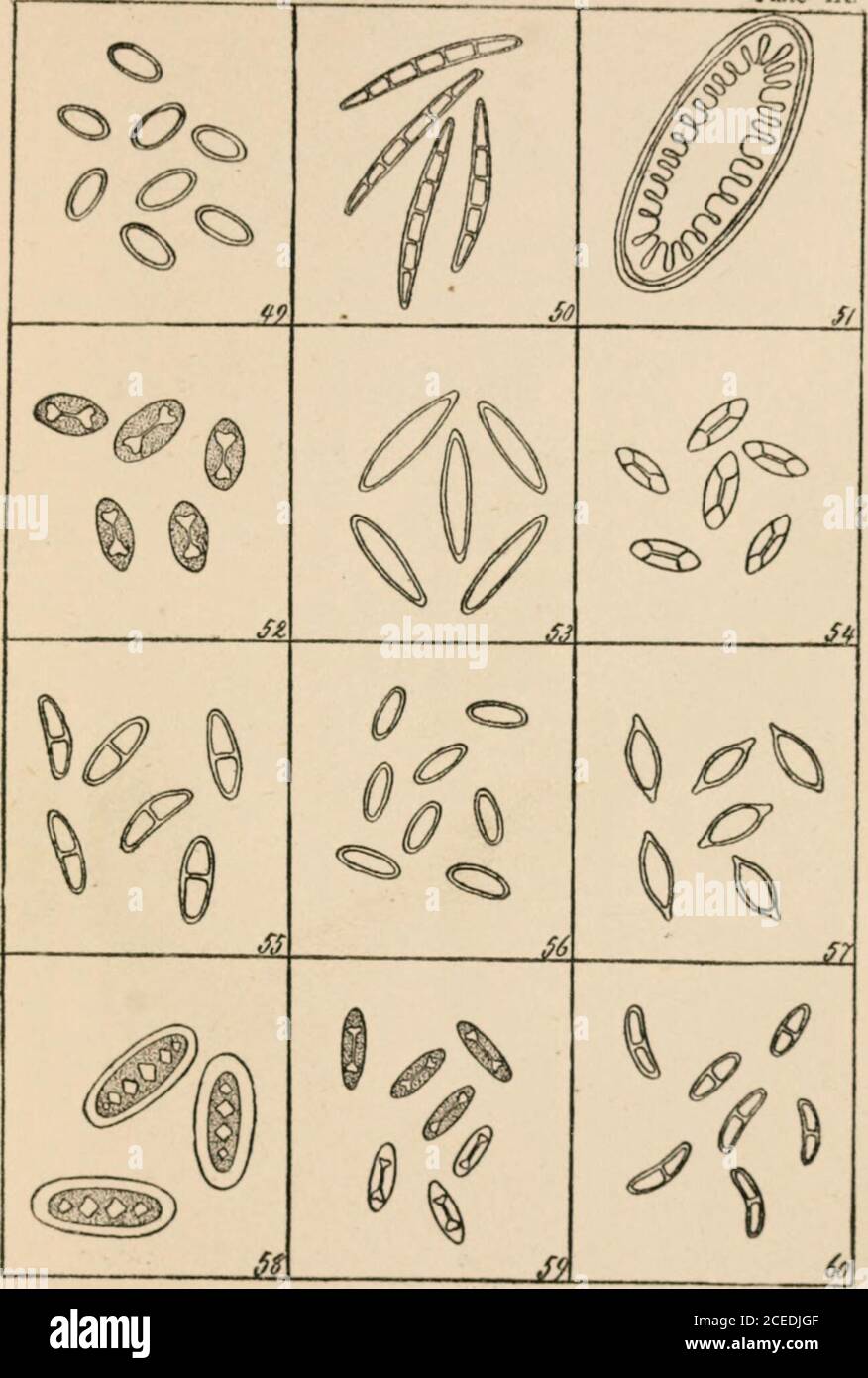 A Guide To The Study Of Lichens S Foxes Plate Ix Generic Spore Types Con 49 Parmelia 50 Peltigera 51 Pertusaria 62 Physcia 5 3 Pilophoron 54 Placodium 55 Polychidiuni 56 Psora 57 Psoroma 58 Pyrenula