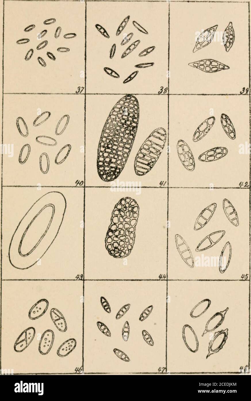 . A guide to the study of lichens. O 55 Jo SPORES. PLATE VIII. Generic Spore-types (con.). 37. Lecidea. 38. Lecothecium. 39. Leptogium. 40. Lichina. 41. Lopadium. 42. Mallotiuin. 43. Megalospora. 44. Mycoporum. 45. Nephromium. 46. Omphalaria. 47. Opegrapha. 48. Pannaria. GUIDE TO LfrHENS. Schneider.. Flatc Vin. S FOXES. PLATE IX. Generic Spore-types (con.)= 49. Parmelia. 50. Peltigera. 51. Pertusaria.62. Physcia.5.3. Pilophoron. 54. Placodium. 55. Polychidiuni. 56. Psora.57! Psoroma. 58. Pyrenula. 59. Pyxine. 60. Ramalina. GUIDE TO LICHENS Schneider. Plate rX Stock Photo