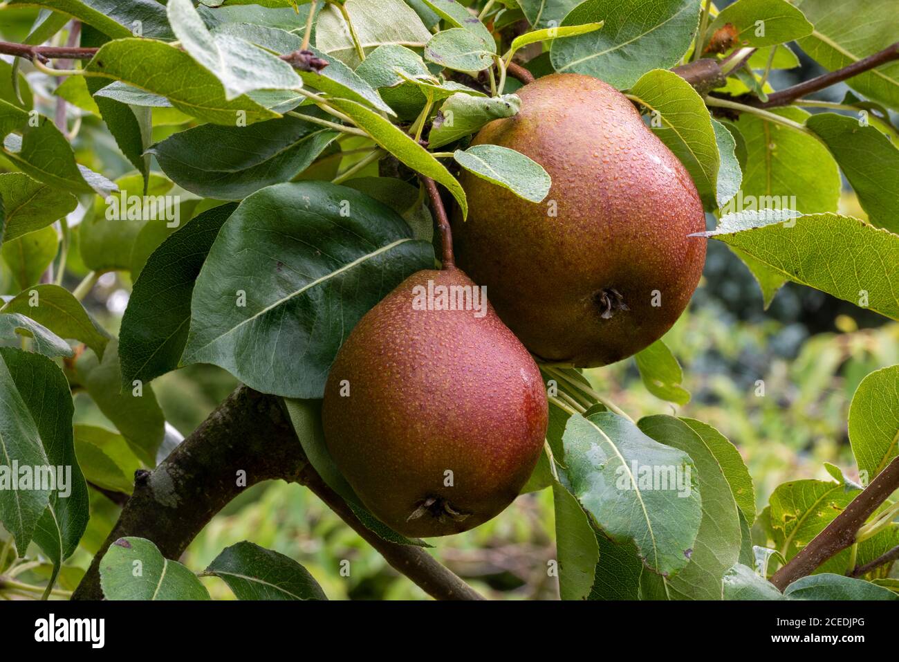 Close up of two, dark red, ripe, Pear 'Black Worcester' fruits (Pyrus communis 'Black Worcester') hanging close together on tree branch. Stock Photo