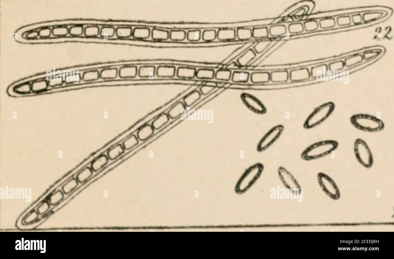 . A guide to the study of lichens. ^0^0 /JJ SPORES. PLATE VI. Generic Spore-types (con.). 13. Buellia. 14. Buelliopsis. 15. Caliciura. 16. Catillaria. 17. Celidiopsis. 18. Cetraria. 19. Cladonia. 20. Collema 21. Coniocybe. 22. Conotrema.28. Cyphelium. 24. Dermatocarpon. GUIDE TO LICHEWS Sfht»«fdfr Plate . Jl ^1 Jl 6&gt; % JS ^ a o O ^^K^ ^^.  ^ zc O o. Vf STORES, PLATE VII.Generic Spore-types (con.)- 25. Endocarpon. 26. Ephebe. 27. Evernia. 28. Graphis. 29. Gyalecta. 30. Gyrophora. 31. Gyrostomum. 32. Haematomma. 33. Hazslinskya. 34. Heppia. 35. Hydrothyria. 36. Lecanora. GUIDE TO LICHENS. Stock Photo