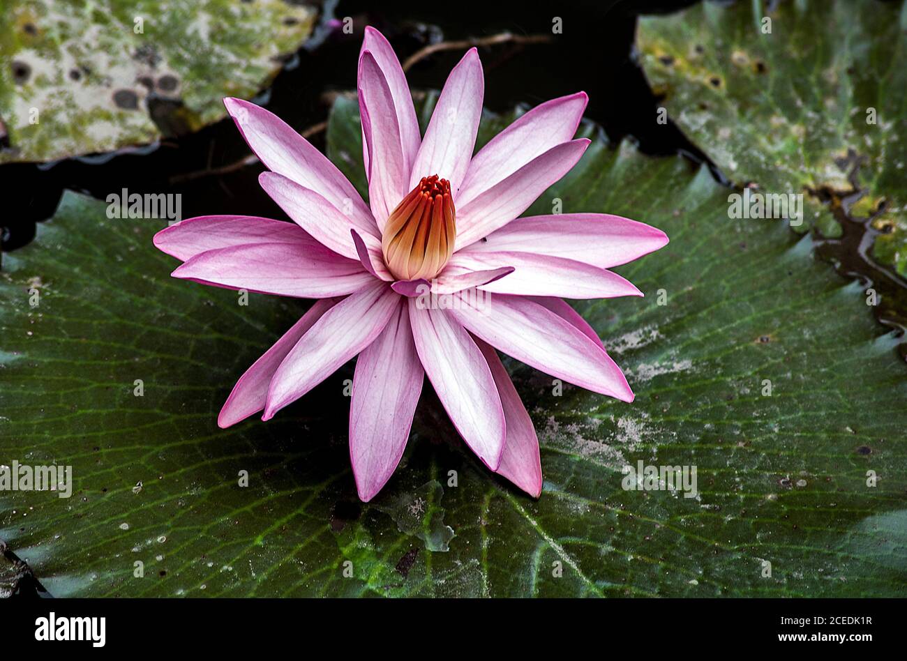 lotus flower in lake Stock Photo