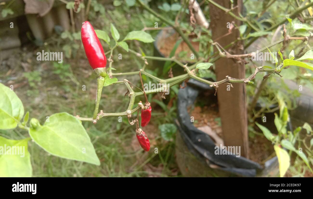Red Chilli Tree High Resolution Stock Photography and Images - Alamy