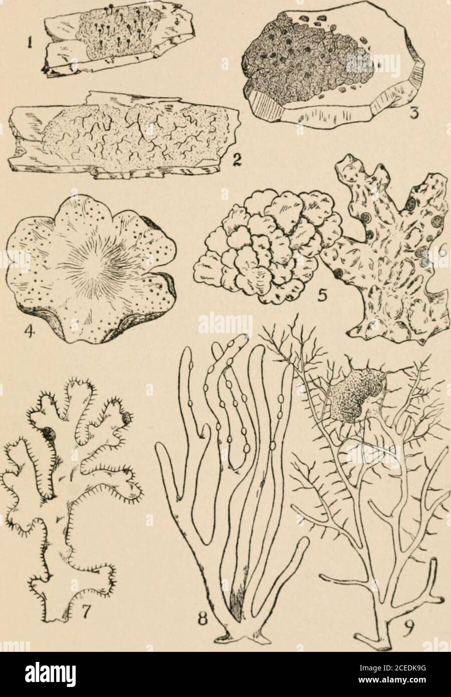 . A guide to the study of lichens. ALGAL TYPES. PLATE II.Lichen-types. Crustose forms: 1. Calicium hypereUum. 2. Graphis scripta. 3. Rhwdina oreina. Foliose forms: 4. Endocarpon miniattim. 5. Collema nigrescens. 6. Sticta puhnonarla. Fruticose forms. 7. Cetraria Islandica. 8. Rocella tinctoria. 9. Usnea harhata. 1, 2 and 3 are about natural size. 4 to 9 inclusive are somewhat reduced. 6, 7 and 9 represent only portions ofplants. GUIDE TO LICHENS Schneider. Plate II.. LICHEX-TVPES. PLATE III. Histology of a Foliose Lichen. {Sticta amplissinia.) . Vertical section through apothecium : a, b, the Stock Photo
