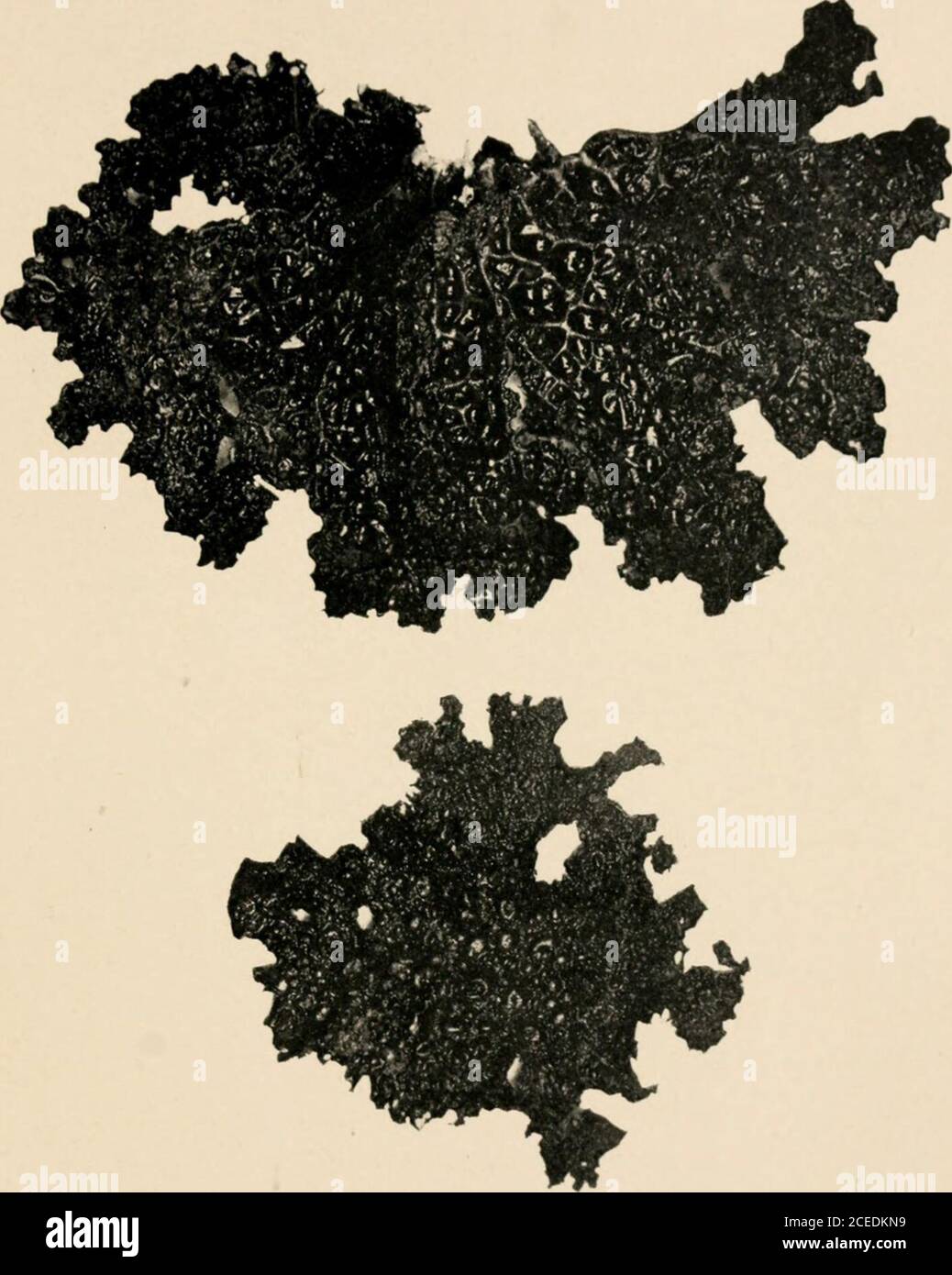 . A guide to the study of lichens. less distinctively southern in theirrange. The change in algal symbiont may have en-abled the plants to thrive in a colder climate. Theyoccur upon rocks and trees. 1. Sticta amplissima. Thallus large, parmelioid,rather thin and papery, lobed, grayish-green andsmooth above; brown beneath, with rhizoids but nocyphellae. Apothecia rather large, numerous. Diskchestnut-brown. Spores colorless, long, slender, some-what curved, indistinctly septate, 46/x X 6/x. 2. Sticta pulmonaria. Thallus large, lobes long,upper surface divided into concave areas, ridges andmargin Stock Photo