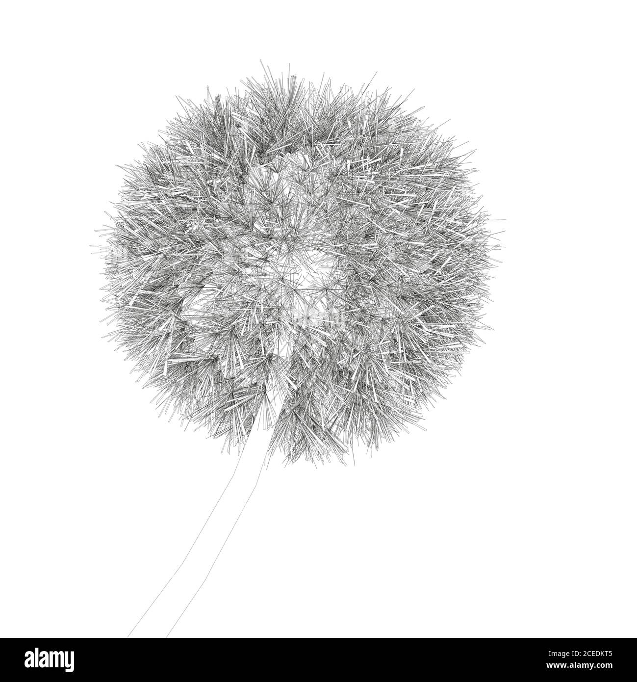 Dandelion contour isolated on white background. Vector illustration Stock Vector