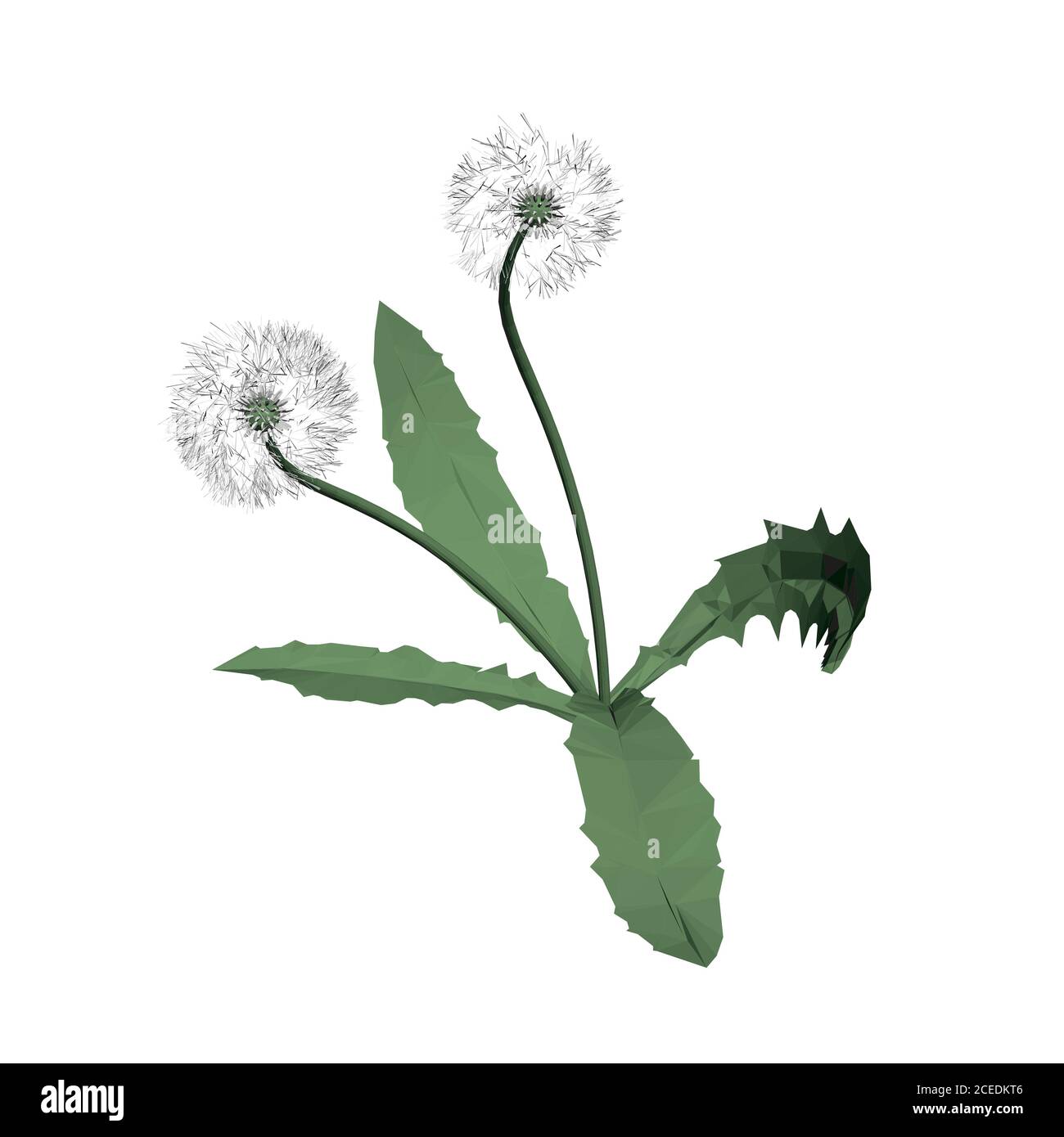 Low poly dandelion isolated on white background. 3D. Vector illustration Stock Vector