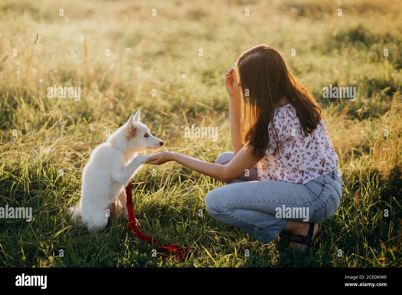Adorable fluffy puppy giving paw to girl owner and having treat. Woman training cute white puppy to behave in summer meadow in warm sunset light. Ado Stock Photo