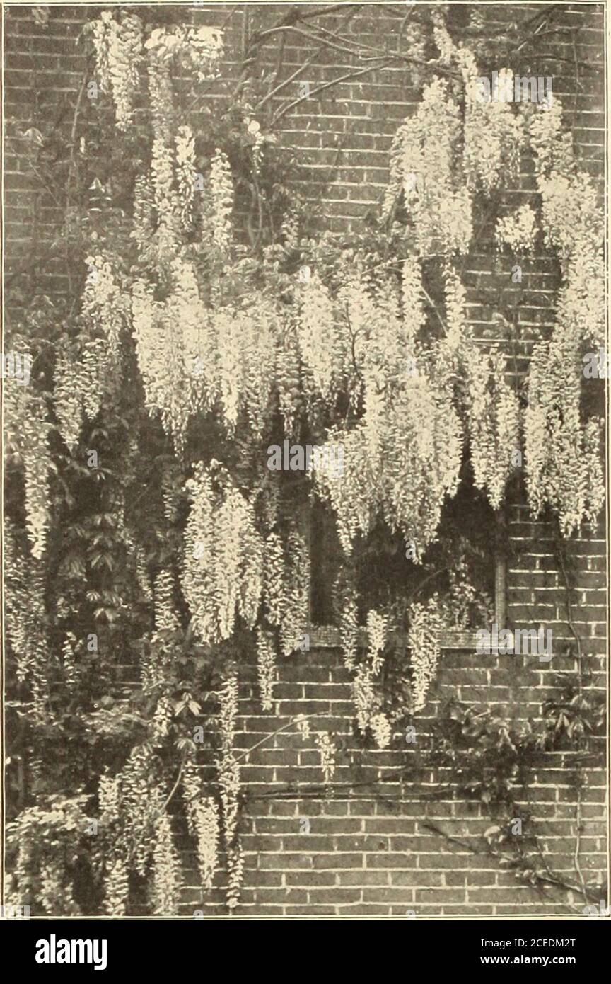 . Farquhar's midsummer catalogue : 1911. P.foin Victor Leniomt R. & J. FARQUHAR & CO., BOSTON. HARDY VINES.. Wistaria Chinensis. Aetinidia arguta. Japanese climber of vigorous growtli, darkgreen, shining foliage and white flowers, with purple centres,which are followed by clusters of edible fruit. Excellent forcovering arbors, trellises, etc. 75c. each; $8.00 doz. Akebia quinata. A rapid climber of dense growth, with richgreen, clover-like foliage and pendulous clusters of dark purpleflowers. 50c. each; §:•(..?)() doz. Ampelopsis quinquefolia {Virginia Creeper, or Woodbine).Well-known climber, Stock Photo