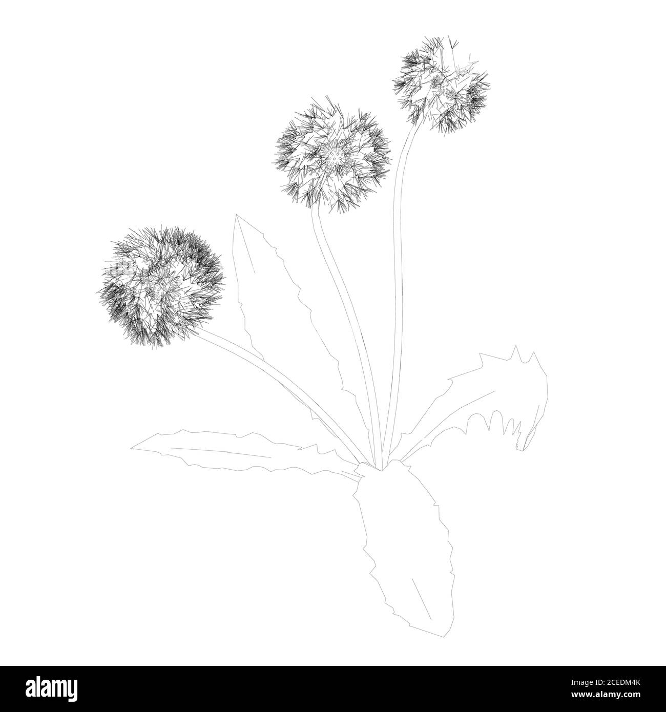 Dandelion contour isolated on white background. Vector illustration Stock Vector