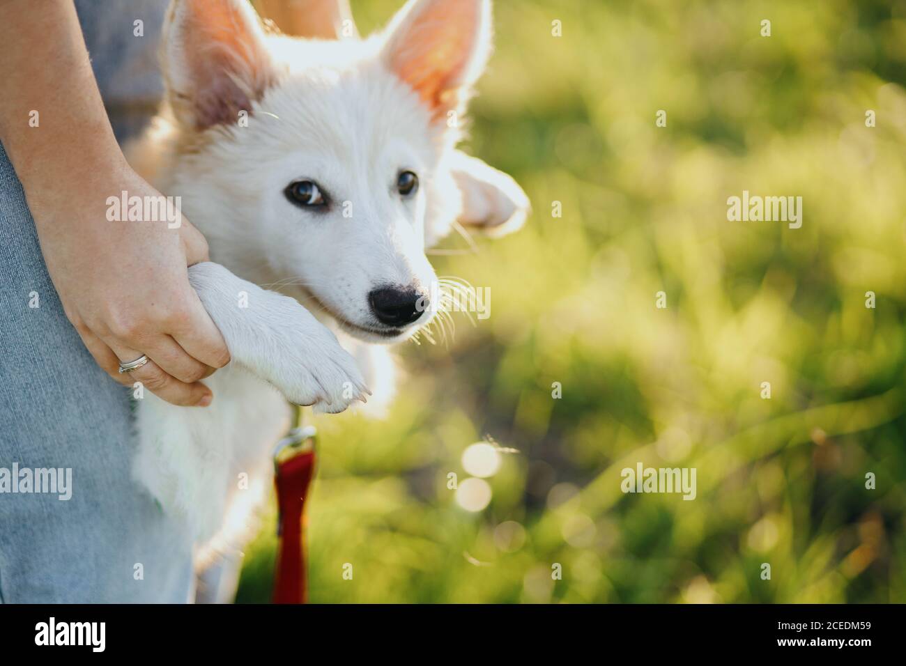 Woman holding cute white puppy in warm sunset light in summer meadow. Girl  holding adorable fluffy puppy in hands close up. Adoption concept, copy spa  Stock Photo - Alamy