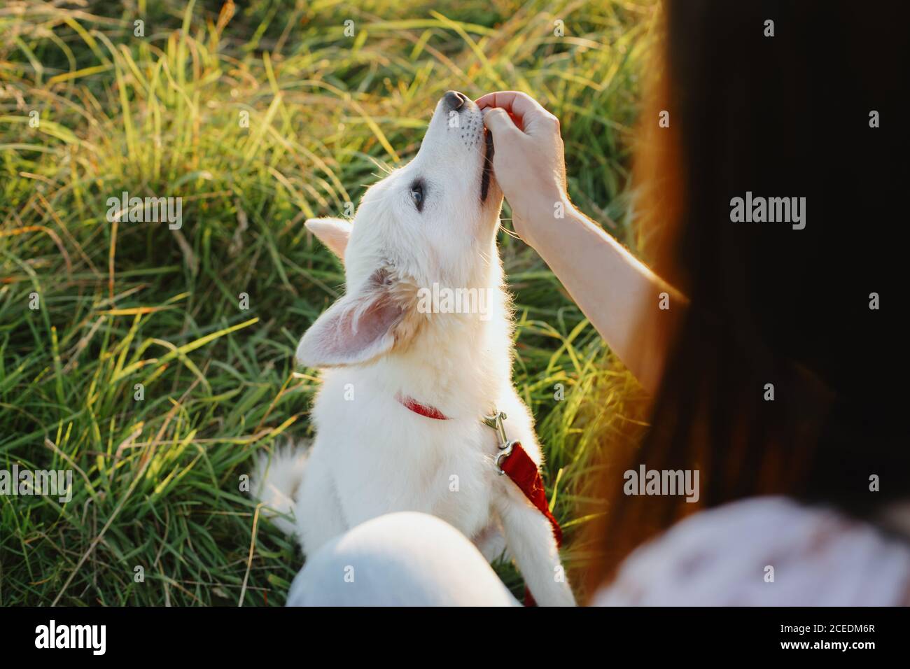 Adorable fluffy puppy having treat for giving paw to girl owner. Woman training cute white puppy to behave in summer meadow in warm sunset light. Loy Stock Photo