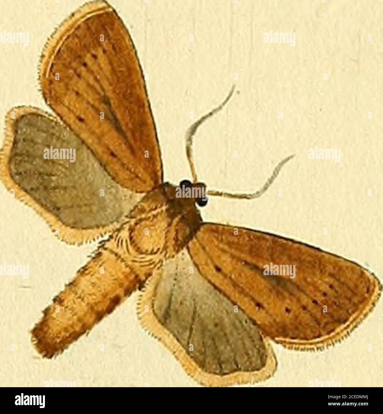Page 55 M T O High Resolution Stock Photography And Images Alamy